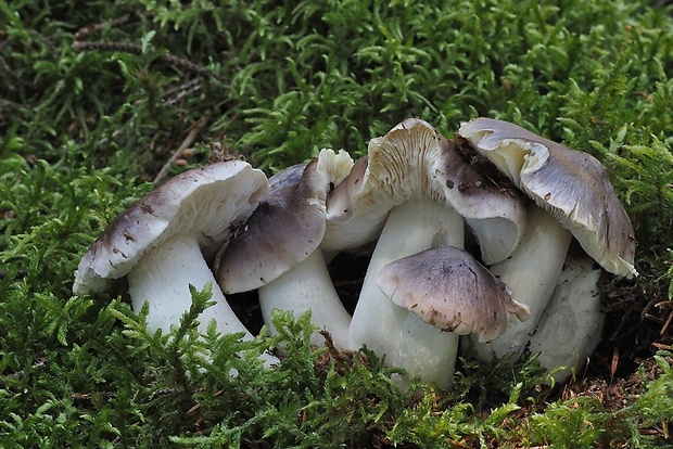 čírovka sivá Tricholoma portentosum (Fr.) Quél.