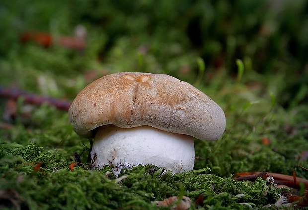 čírovka Tricholoma sp.