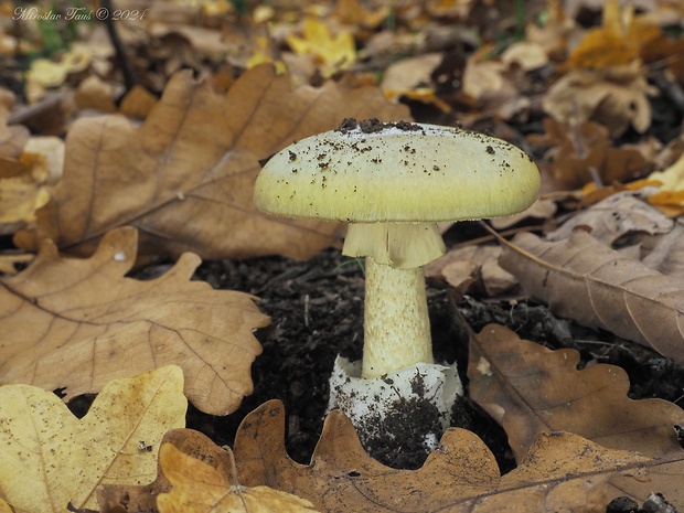 muchotrávka zelená Amanita phalloides (Vaill. ex Fr.) Link