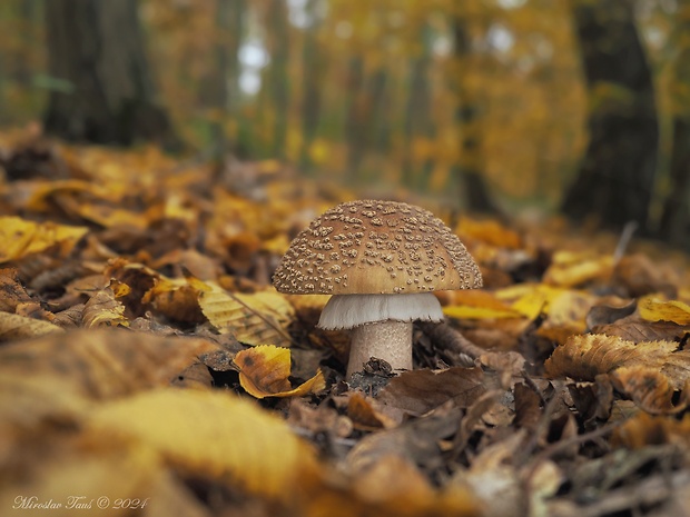 muchotrávka červenkastá Amanita rubescens Pers.