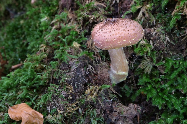 podpňovka Armillaria sp.