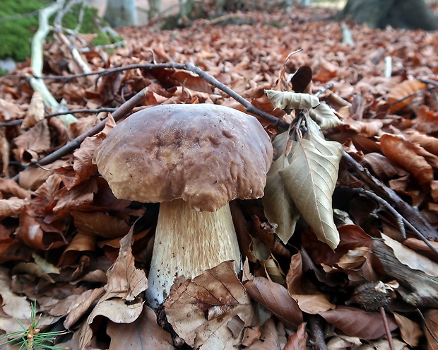 hríb smrekový Boletus edulis Bull.