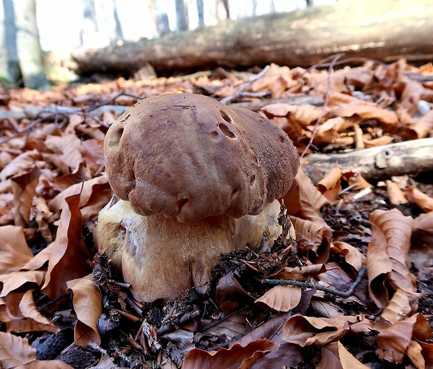 hríb sosnový Boletus pinophilus Pil. et Dermek in Pil.