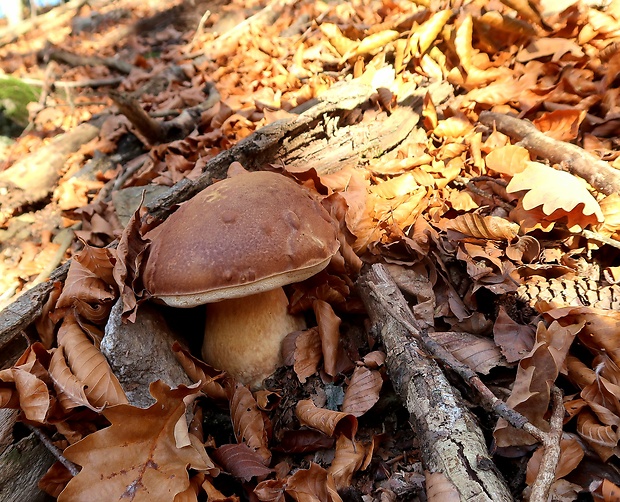 hríb sosnový Boletus pinophilus Pil. et Dermek in Pil.