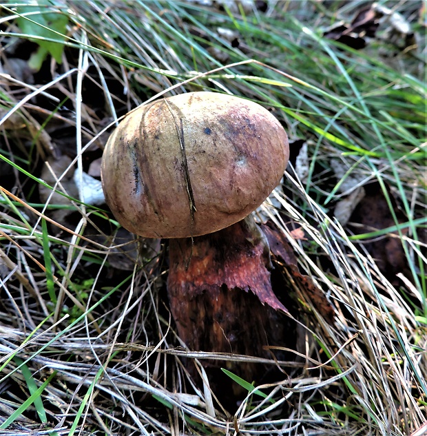 hríb Boletus sp.