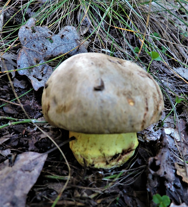 hríb Boletus sp.