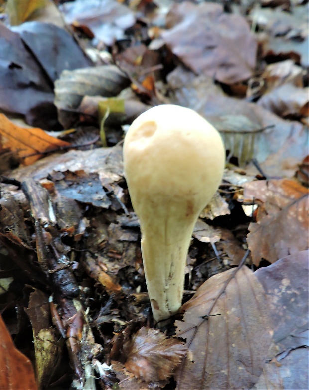 kyjak obrovský Clavariadelphus pistillaris (Fr.) Donk