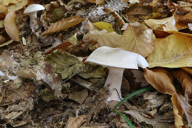 strmuľka inovaťová Clitocybe nebularis (Batsch) P. Kumm.