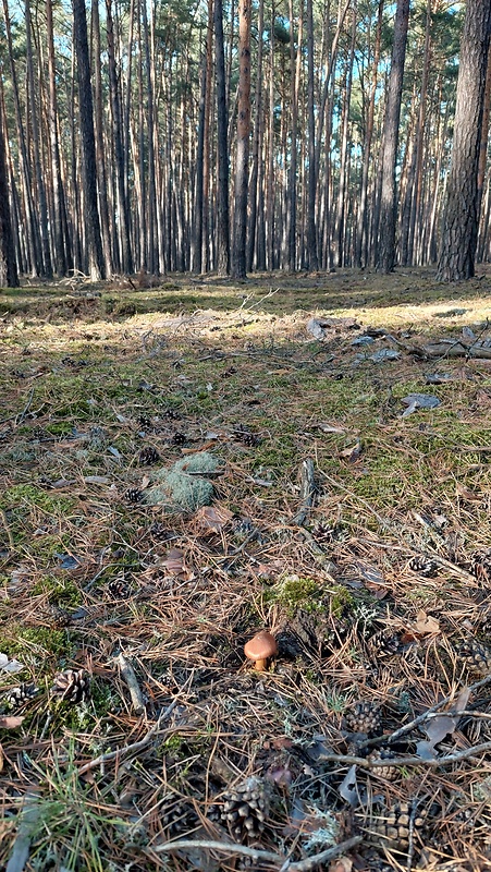 pavučinovec plyšový habitat Cortinarius orellanus Fr.