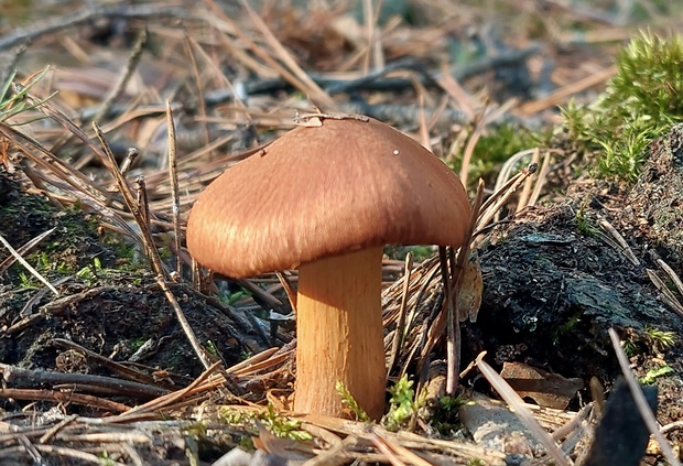 pavučinovec plyšový Cortinarius orellanus Fr.