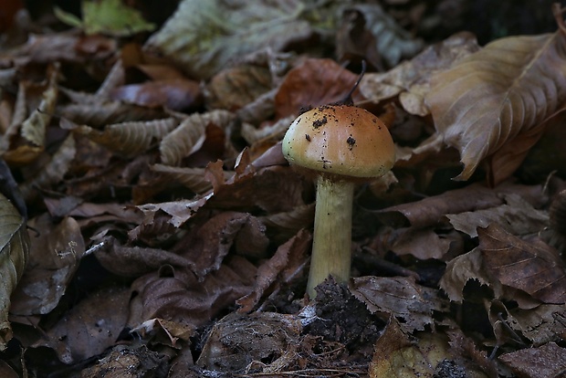 pavučinovec Cortinarius sp.