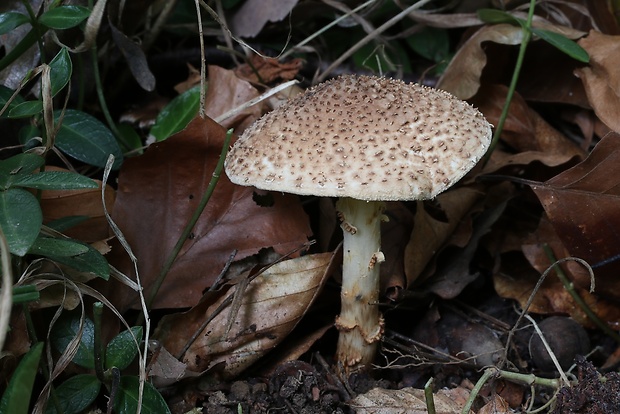 bedlička ostrošupinatá Echinoderma asperum (Pers.) Bon