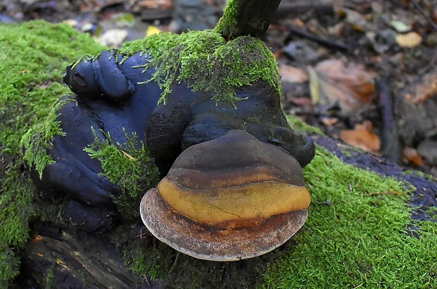 práchnovec kopytovitý Fomes fomentarius (L.) J.J. Kickx