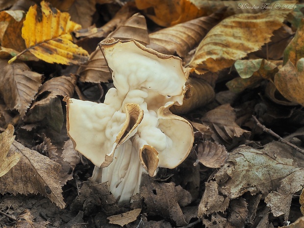 chriapač kučeravý Helvella crispa (Scop.) Fr.