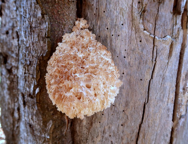 koralovec bukový Hericium coralloides (Scop.) Pers.