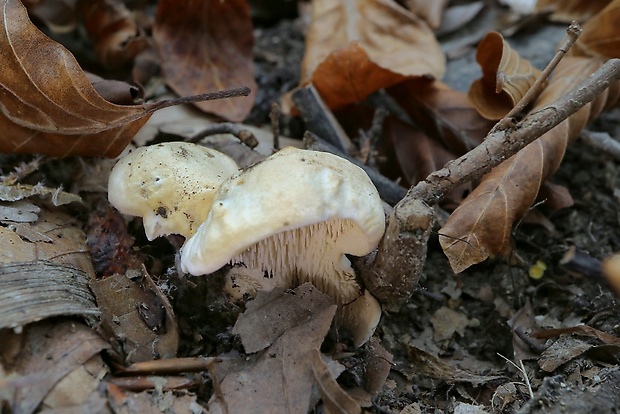 jelenka poprehýbaná Hydnum repandum L.