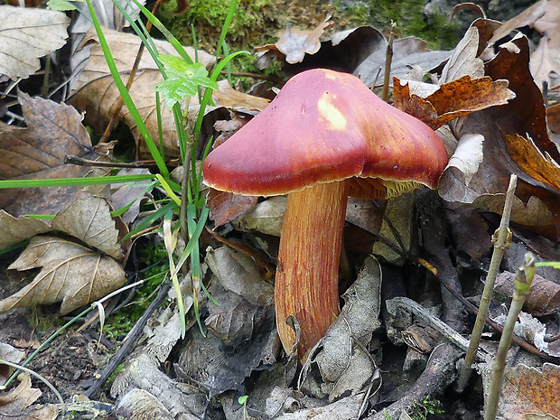 lúčnica granátovočervená Hygrocybe punicea (Fr.) P. Kumm.