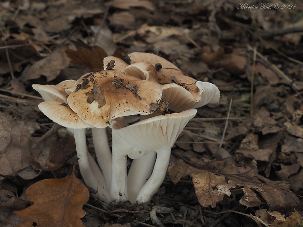 šťavnačka vláknitá Hygrophorus arbustivus Fr.