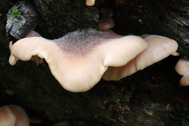 húževnatček medvedí Lentinellus ursinus (Fr.) Kühner