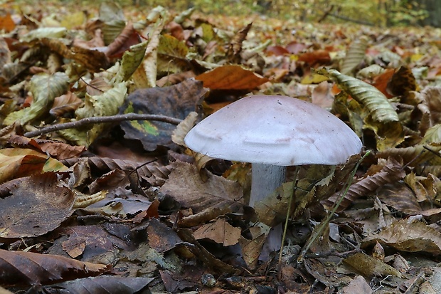 pôvabnica fialová Lepista nuda (Bull.) Cooke