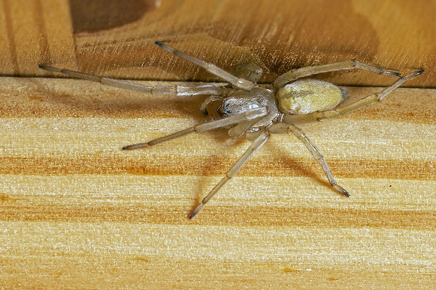 osemočko smaragdové  Micrommata virescens