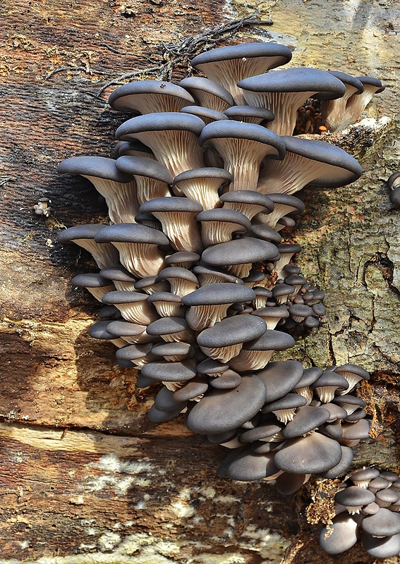 hliva ustricovitá modrastá Pleurotus columbinus Quél.