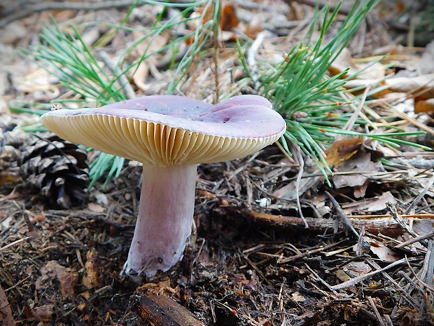 plávka zlomocná Russula sardonia Fr.