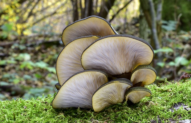 pňovka neskorá Sarcomyxa serotina (Pers.) P. Karst.