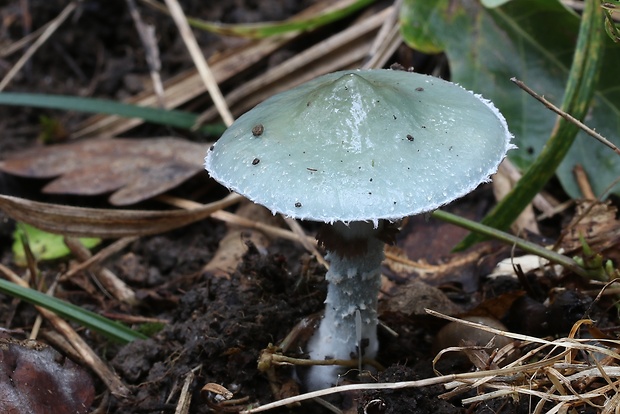 golierovka zelenkastá Stropharia aeruginosa (Curtis) Quél.