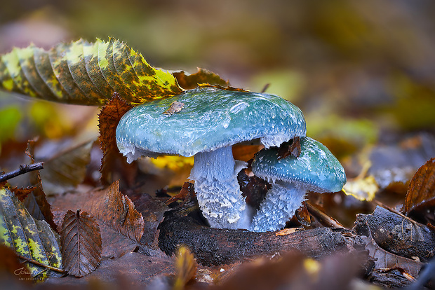 golierovka zelenomodrá Stropharia caerulea Kreisel