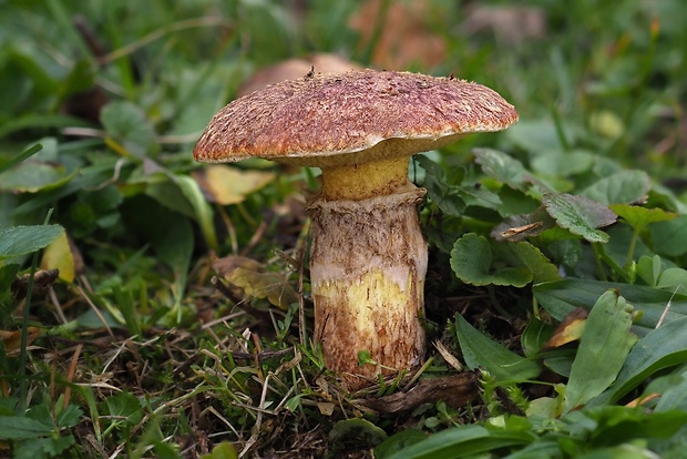 masliak duglaskový Suillus lakei (Murrill) A.H. Sm. & Thiers