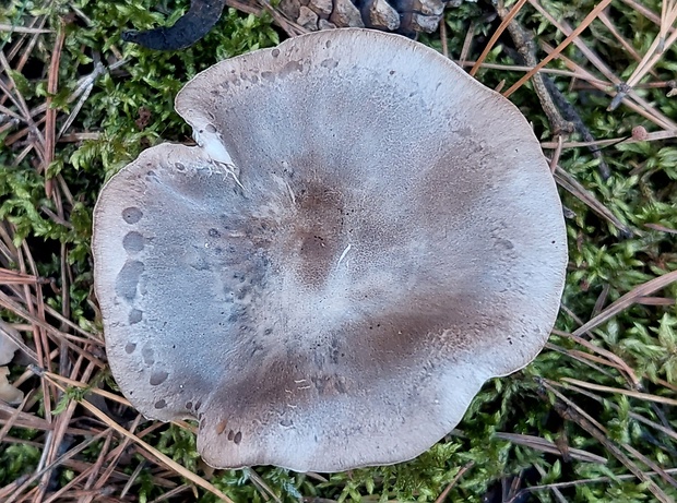 čírovka Tricholoma sp.