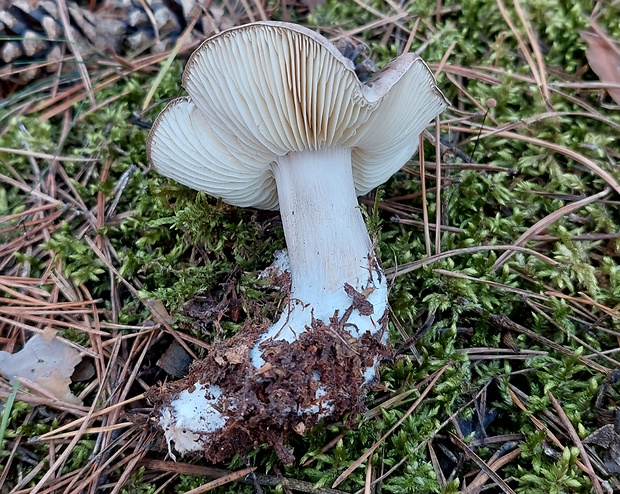 čírovka Tricholoma sp.