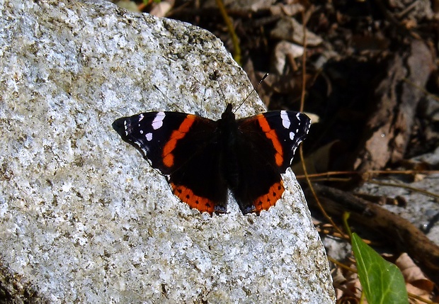 babôčka admirálska Vanessa atalanta