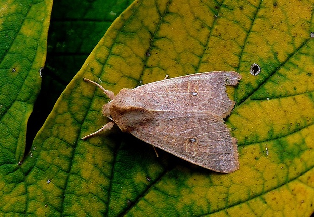 mora očkatá Xanthia ocellaris