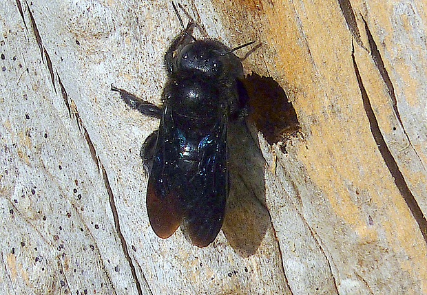 drevár fialový Xylocopa violacea