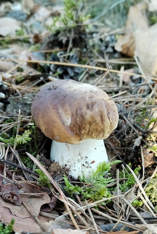 hríb smrekový Boletus edulis Bull.