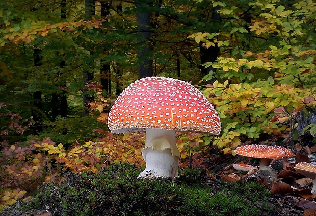 muchotrávka červená Amanita muscaria (L.) Lam.