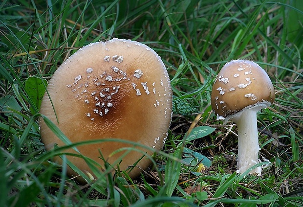 muchotrávka tigrovaná Amanita pantherina (DC.) Krombh.