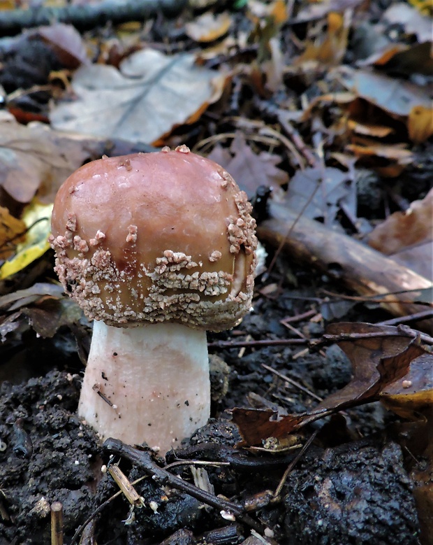 muchotrávka červenkastá Amanita rubescens Pers.