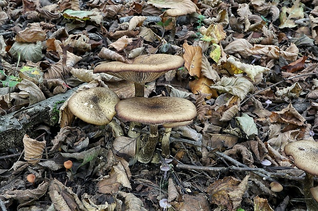 podpňovka Armillaria sp.