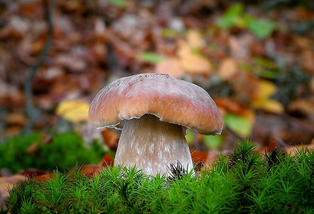 hríb smrekový Boletus edulis Bull.