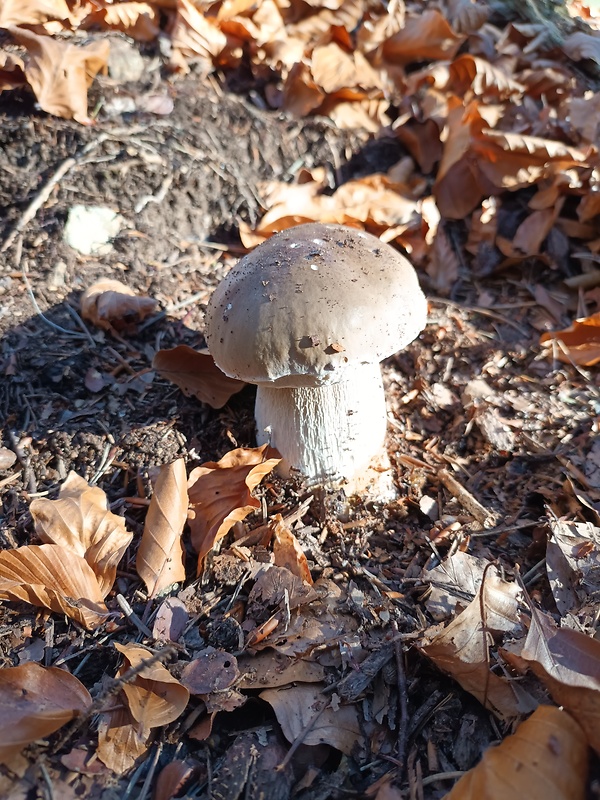 hríb smrekový Boletus edulis Bull.