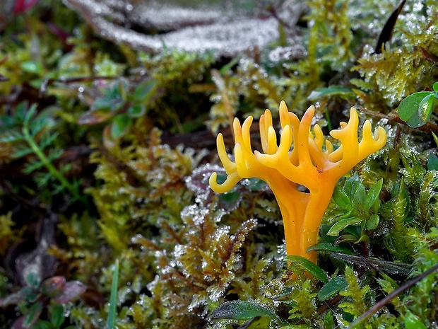 pakonárovka parôžkovitá Clavulinopsis corniculata (Schaeff.) Corner