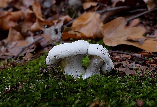 machovka obyčajná Clitopilus prunulus (Scop.) P. Kumm.