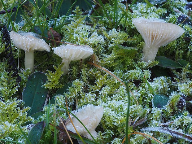 lúčnica snehobiela Cuphophyllus virgineus (Wulfen) Kovalenko