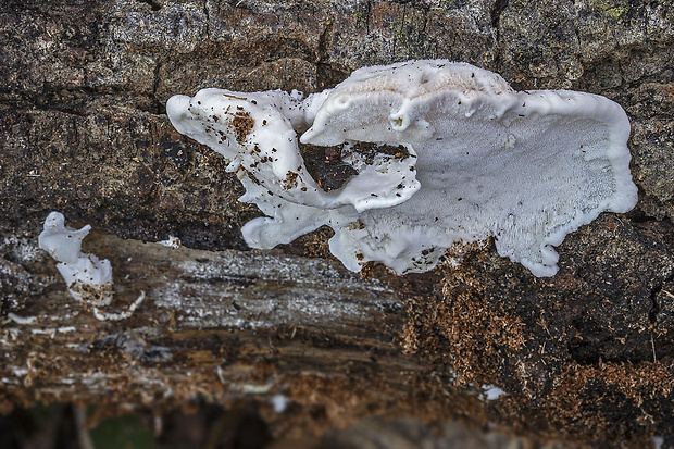 šťavnatec jelšový Cyanosporus alni (Niemelä & Vampola) B.K. Cui, L.L. Shen & Y.C. Dai