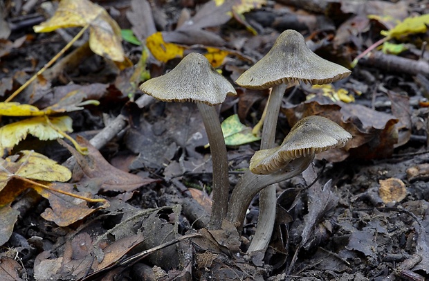 hodvábnica Entoloma versatile (Gillet) M.M. Moser