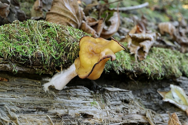 ušiak mitrovitý Gyromitra infula (Schaeff.) Quél.