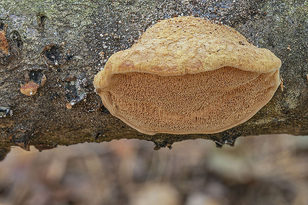 hlinovec Hapalopilus sp.  P. Karst. 1881